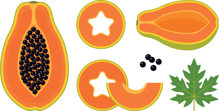 Fresh Ripe Papaya Fruit Vector Set with Half Cut Piece Showing Black Seeds Round Slices Star Center Longitudinal Section Green Leaf and Seed Cluster