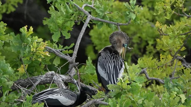 Two anhinga in the nest 