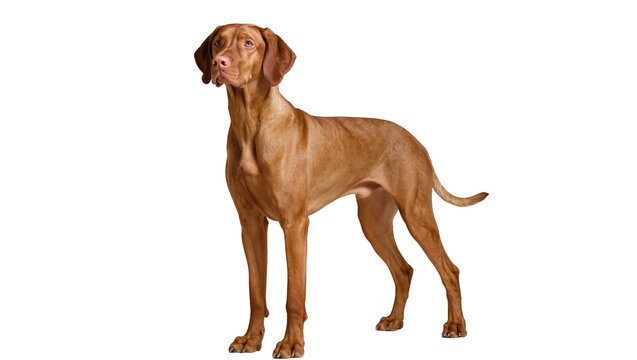 Vizsla dog standing profile view on white