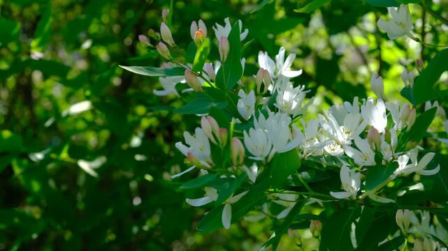 Bush of Lonicera tatarica is in full bloom, adorned with clusters of pure white, tubular flowers. In the sunlight, the petals look almost translucent, as if lit from within. It&rsquo;s a quiet beauty