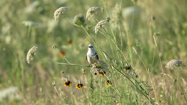 Beautiful flycatcher on a wildflower branch	