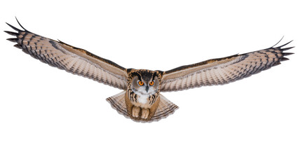 Obraz premium Eurasian Eagle Owl with wings spread flying forward