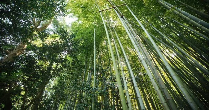 Bamboo Thicket Glowing In Sun - Low, Slow Motion Shot