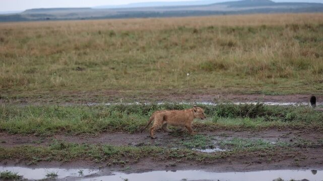 A lioness walks along a dirt track at dawn with her small cub following close behind - Masai Mara National Reserve, Kenya | African safari wildlife nature documentary 4K B-roll