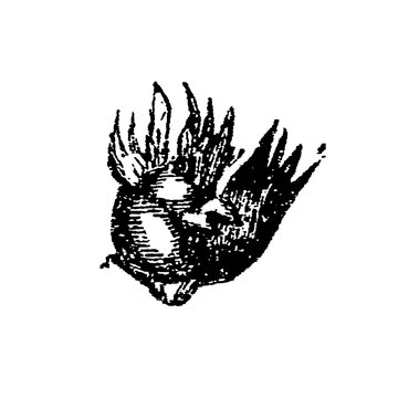 Hazelnut of the coudrier, fruit of the hazel with its cup (Corylus avellana), old vintage illustration, 1897.