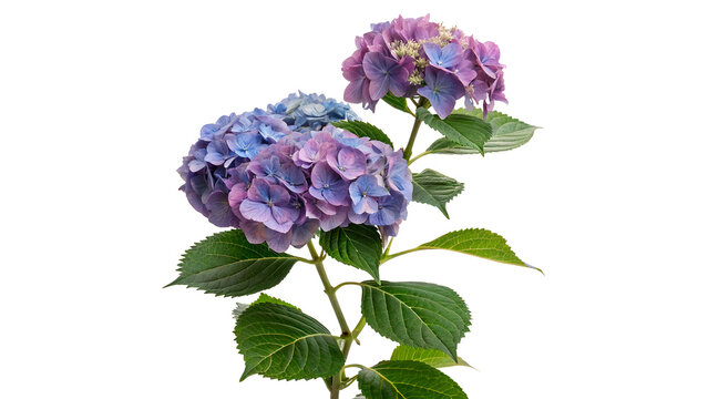 Beautiful blooming purple hydrangea flower green leaves on a transparent background