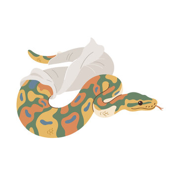 Ball python shedding its skin. Colorful reptile molting concept. Flat design vector illustration isolated on white background