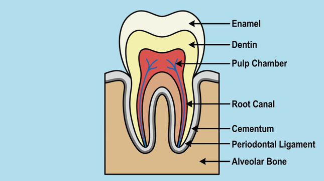 Human Molar Anatomy Labeled Cross-Section