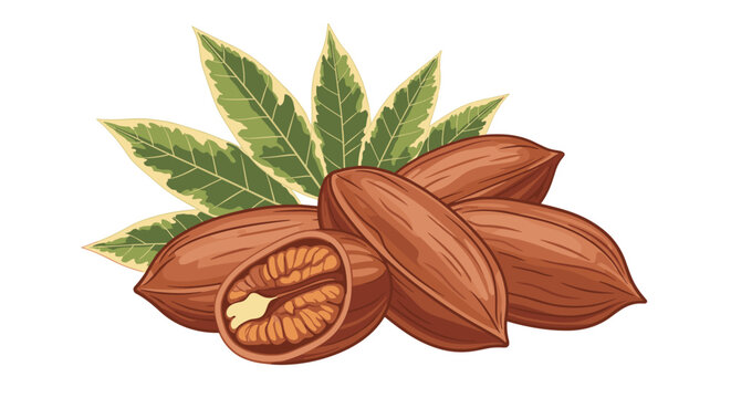 Detailed illustration of several pecan nuts in their shells with one cracked open to reveal the kernel inside against leaves.