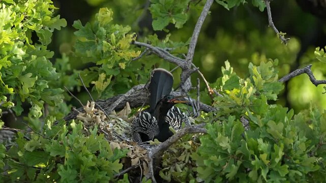 Anhinga is hatching eggs in the nest