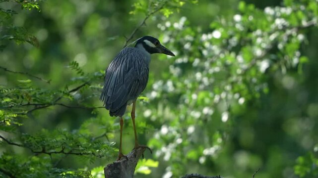 Yellow crowned night heron standing on a branch