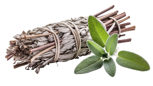 Dried sage smudge stick with fresh sage leaves