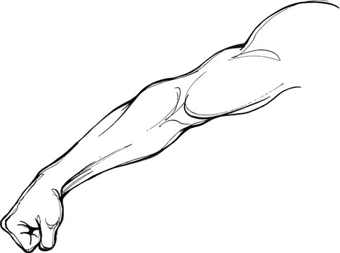 Hand Drawing Showing Arm Flexing With Muscle Definition And Movement