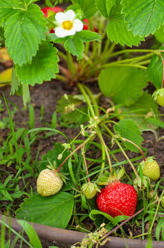 Ripe red strawberry growing on a plant with green leaves and unripe fruit