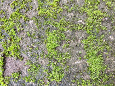 Moss Growing on Rough Stone Wall with Natural Green Patterns