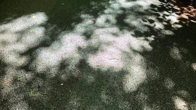 Dappled sunlight and shadows from tree leaves