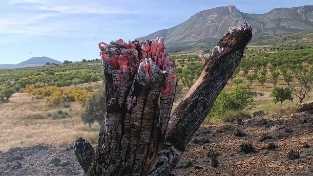 Glowing red embers smolder inside a burnt tree stump
