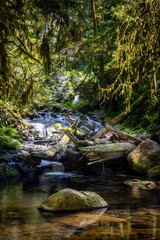Fototapeta premium Sunlit Forest Stream With MossCovered Logs and Small Waterfall