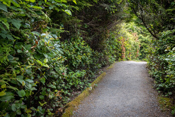 Fototapeta premium Shaded Gravel Path Through Lush Green Forest Hedgerow
