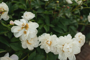Fototapeta premium White peonies blooming on a lush green bush