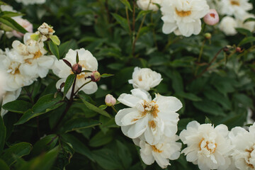 Fototapeta premium White peonies and buds blooming on a lush bush