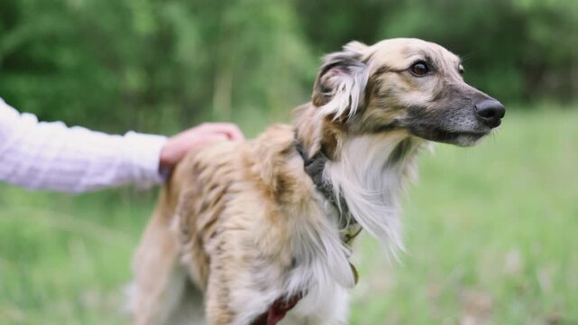 Person petting an elegant Saluki dog outdoors