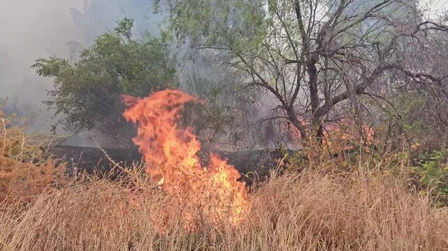 Wildfire spreading quickly through dry underbrush