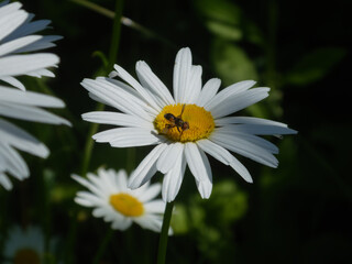 Fototapeta premium White daisy flower with small hoverfly insect on yellow core