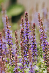 Obraz premium Purple salvia flowers blooming in a garden