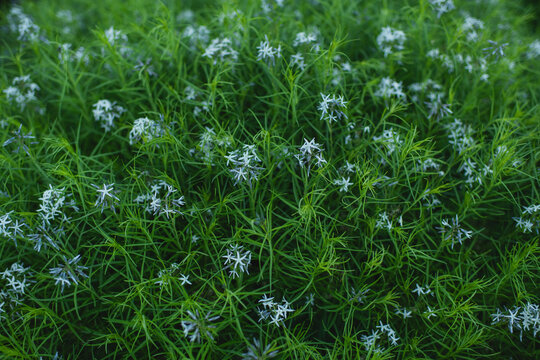 Delicate pale blue flowers on threadleaf bluestar plant
