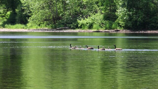 canada geese swimming in delaware river with their goslings (goose gosling baby bird) hatchlings young hatchling offspring spring