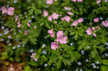 Fototapeta premium Pink wild geranium flowers blooming in nature