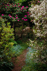 Obraz premium Secret garden path framed by blooming flowers