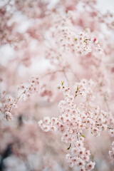 Fototapeta premium Delicate cherry blossoms blooming during springtime