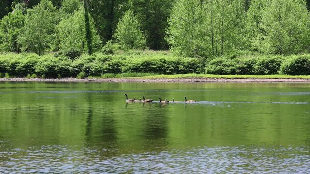canada geese swimming in delaware river with their goslings (goose gosling baby bird) hatchlings young hatchling offspring spring