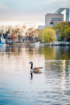 Canada goose swimming across urban pond water