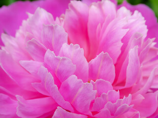 Obraz premium Extreme close up of pink peony petals texture background
