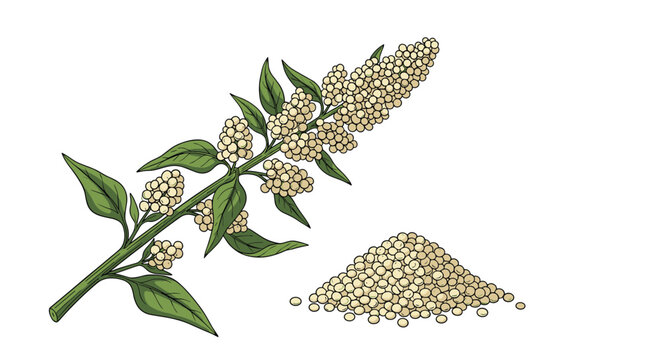 Quinoa plant branch with green leaves and grain clusters next to a small heap of harvested seeds on white background.