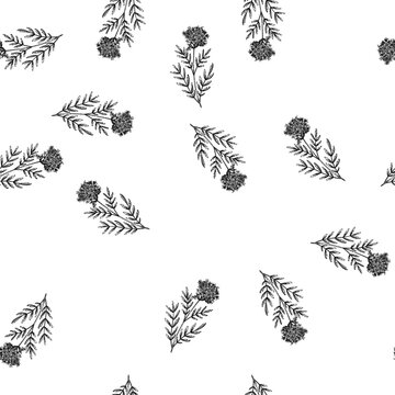 seamless pattern herb valerian hand drawn. herbal officinalis, organic texture, drawing baldrian herb valerian black sketch illustration