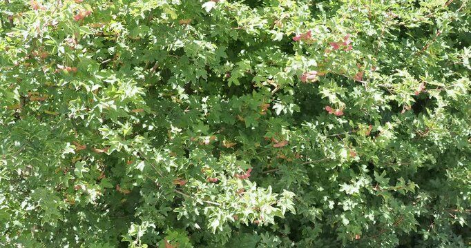 Acer monspessulanum | Erable de montpellier - Azerou - Agas - Agast - Violonier. Magnifique arbuste d'ornment au feuillage dense vert luisant orn&eacute; de samares ail&eacute;es rouge&acirc;tres et pendant