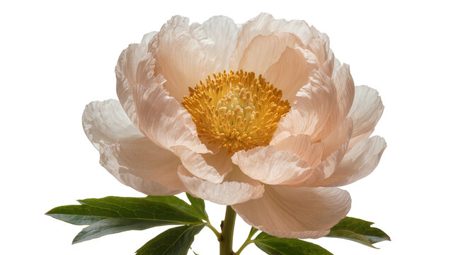 Pale peach peony flower with yellow center and green leaves
