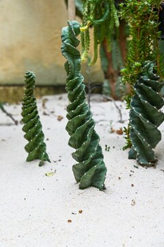 Unique spiral cereus forbesii spiralis cactus growing on white sand in green greenhouse exhibition in Hong Kong