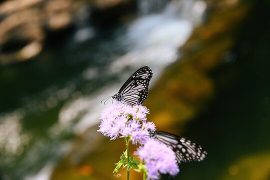 Glassy tiger butterfly collecting nectar from purple ageratum conyzoides flower on blurry green background in Hong Kong park