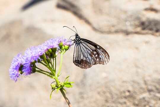 Blue tiger butterfly feeding on ageratum conyzoides purple wildflower nectar under bright sunlight in Hong Kong public park