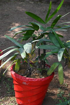 Rhapis gracilis or&nbsp;slender bamboo palm flowers. It&nbsp;is a multi-stemmed&nbsp;palm tree&nbsp;native to southern&nbsp;China. Its stems are thin to only 10 mm in diameter, and it produces round fruit which are usually.