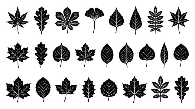 Set of black tree leaf silhouettes and botanical foliage icons on white