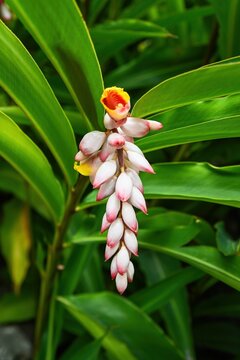 Vertical view of one shell ginger alpinia zerumbet flower blooming on branch with long green leaves in garden in Macau