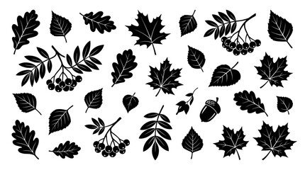 Collection of Black Tree Leaf Silhouettes Including Oak Maple and Rowan © matahari
