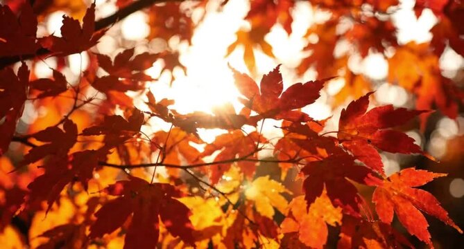Vibrant red Japanese maple leaves swaying in the wind with bright sunlight and lens flare. Beautiful autumn foliage background.