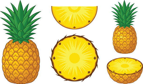 Fresh pineapple fruit vector illustration set featuring whole pineapples slices and half cut tropical fruits isolated on a white background